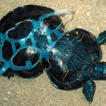 Oceanos inundados de basura